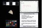 Foto (Objekt + Etikett) von Goniodromites bidentatus (Reuss, 1858)  (NHMW-GEO-2014-0194-0193)
